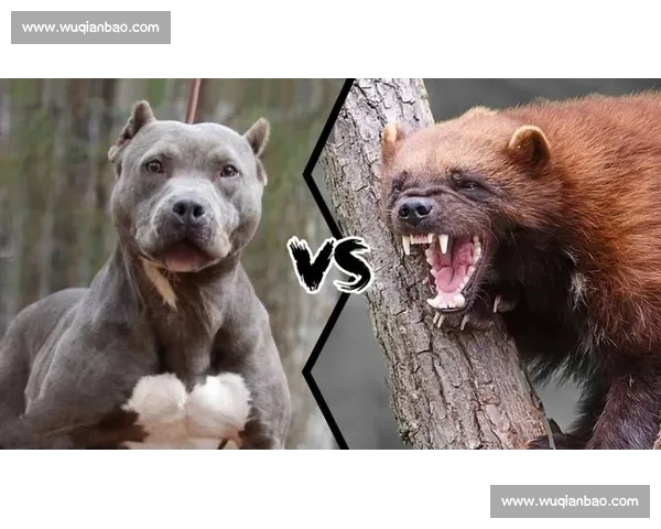 比特犬冷血比赛全程回放 激烈对决展现凶猛本能